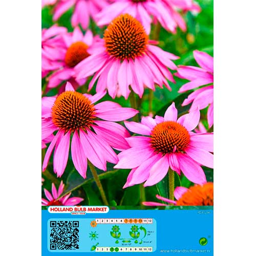 Echinacea Pink artikel fotografia 1 Echinacea Pink obrázok 1 artikel 76435