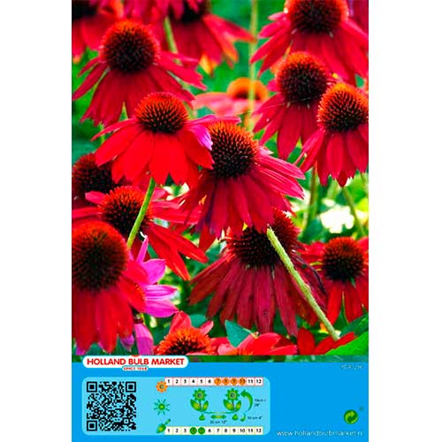 Echinacea Red artikel fotografia 1 Echinacea Red obrázok 1 artikel 76436