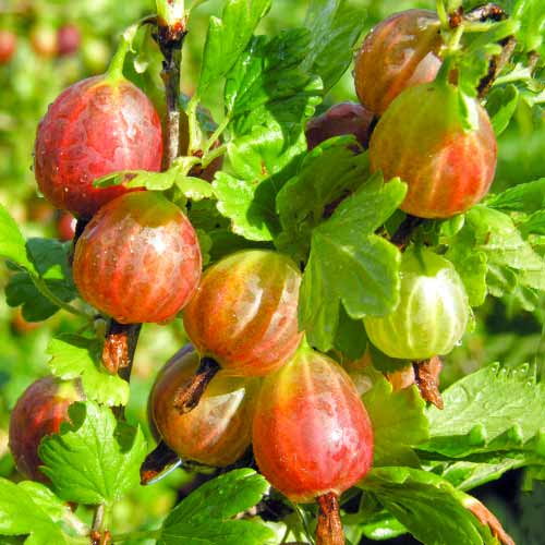 Egreš Achilles obrázok 1 artikel 5830