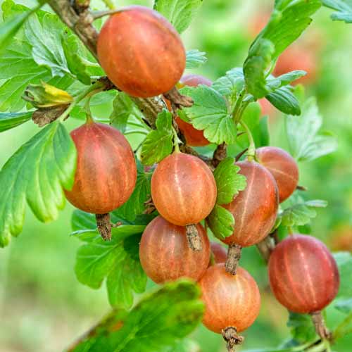 Egreš Captivator obrázok 1 artikel 7593