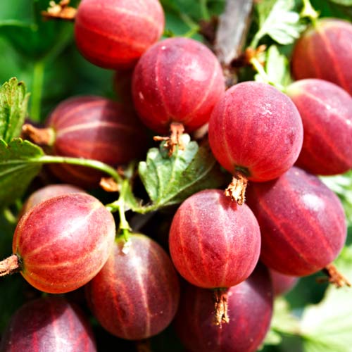 Egreš Kamieniar obrázok 1 artikel 8028