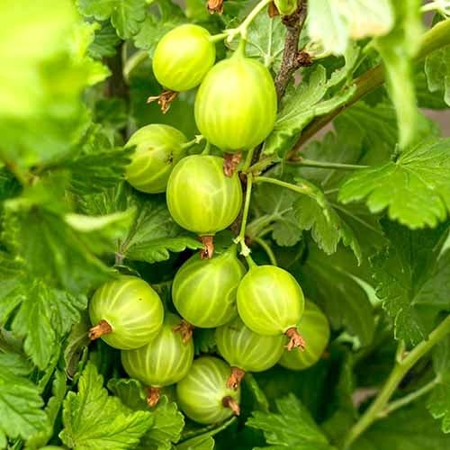 Egreš Mucurines obrázok 1 artikel 7646