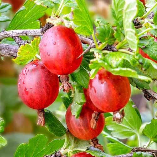 Egreš Spinefree obrázok 1 artikel 7648