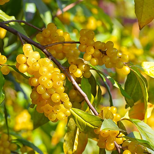 Elaeagnus umbellata Pointilla Fortunella®, С2 obrázok 1 artikel 7770