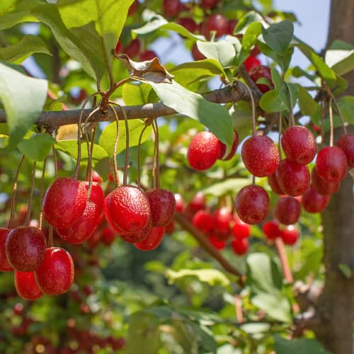 Elaeagnus umbellata Pointilla Sweet'N'Sour®, С2 obrázok 1 artikel 7771