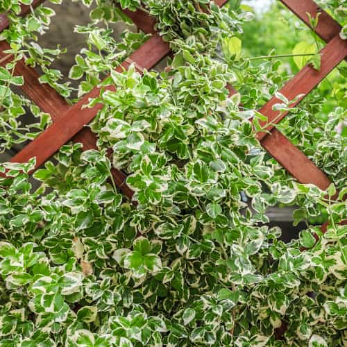 Euonymus fortunei Silver Queen, С2 obrázok 1 artikel 7772