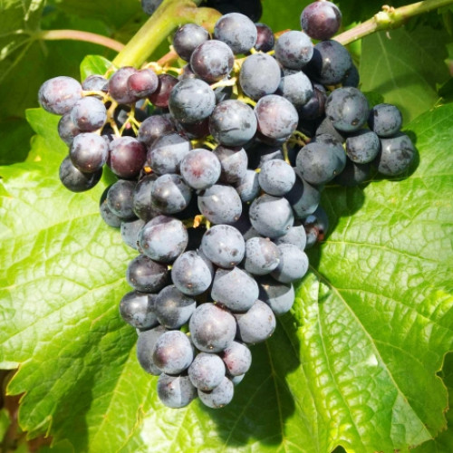 Hrozno Muscat Bleu obrázok 1 artikel 7341