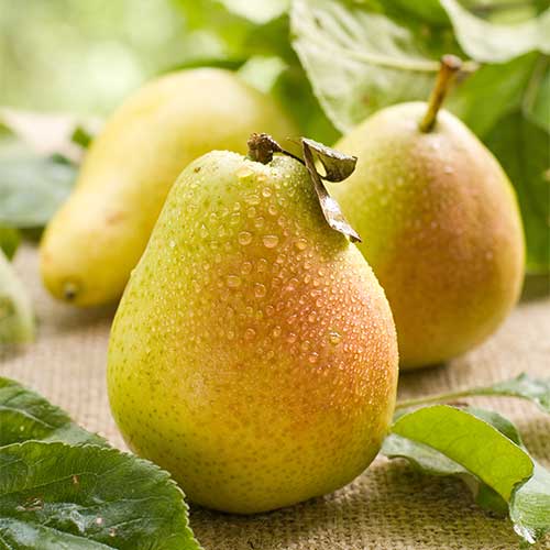 Hruška Williams, С2 artikel fotografia 1 Hruška Williams, С2 obrázok 1 artikel 7938