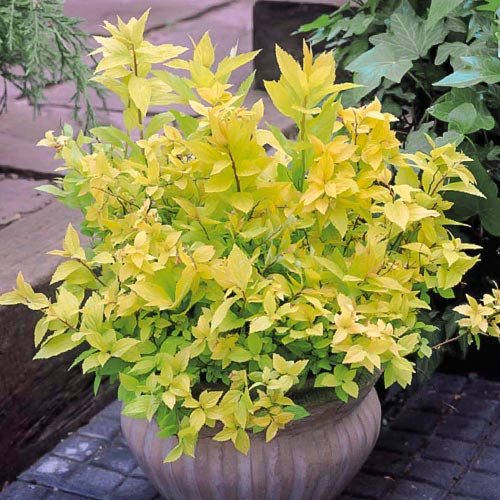 Tavoľník japonský Gold Flame obrázok 2 artikel 9098