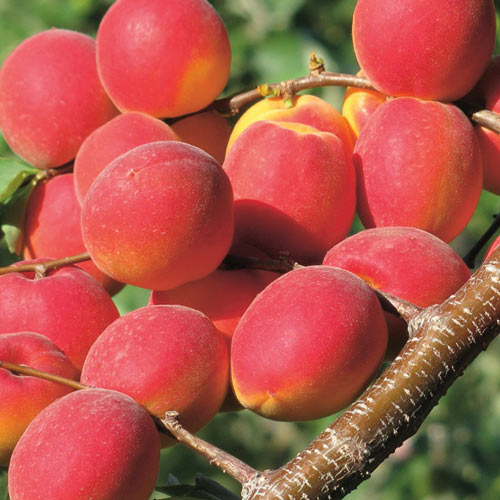 Marhuľa Paroly obrázok 1 artikel 7955