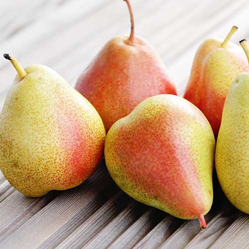 Hruška Santa Maria, С2 obrázok 1 artikel 4305