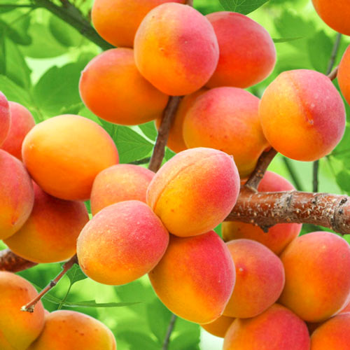 Marhuľa Perla, С2 obrázok 1 artikel 7953