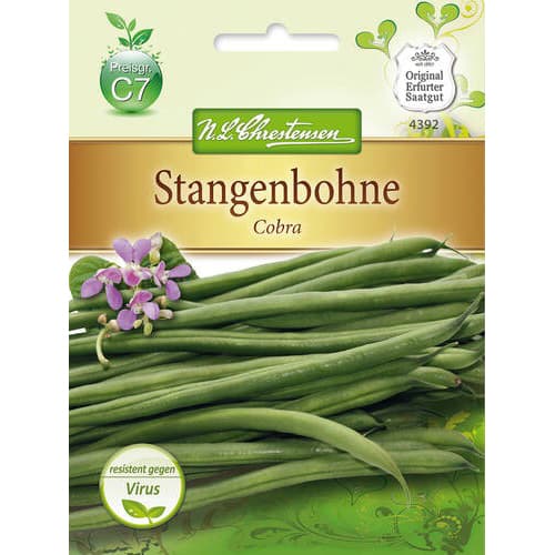 Fazuľa obyčajná Cobra artikel fotografia 1 Fazuľa obyčajná Cobra obrázok 1 artikel 78833
