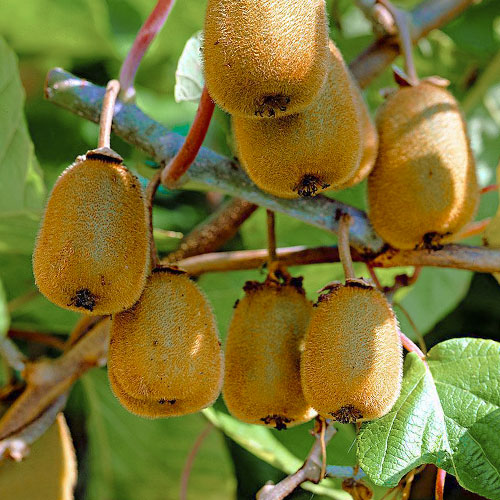 Aktinídia čínska Dr Szymanowski obrázok 1 artikel 9314