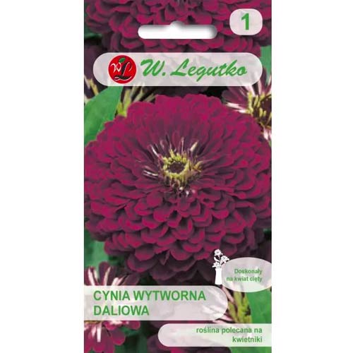 Fialová kráľovná sedmokráska strapca obrázok 1 artikel 69577