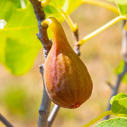 Figovník Francesco, С2 obrázok 1 artikel 5454