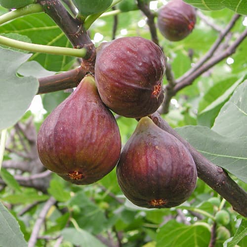 Figovník Morena, С2 obrázok 1 artikel 5455