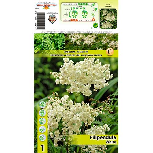 Filipendula Alba obrázok 1 artikel 70387