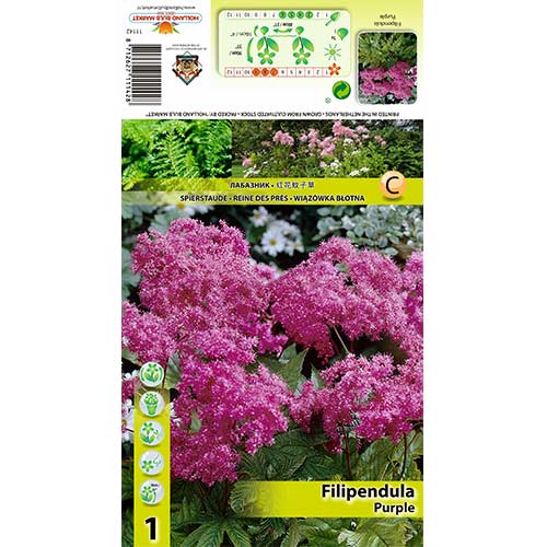 Filipendula Purple obrázok 1 artikel 70388