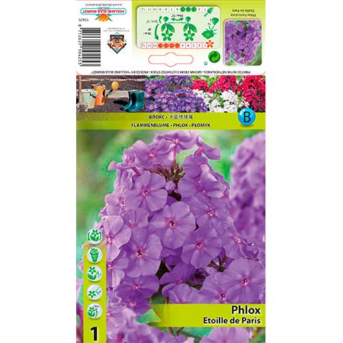 Flox metlinatý Etoille de Paris obrázok 1 artikel 76347