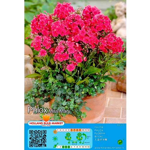 Flox metlinatý Miss Mary obrázok 1 artikel 76490