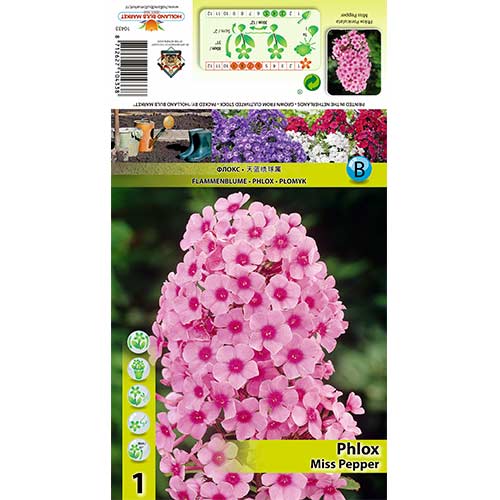 Flox metlinatý Miss Pepper obrázok 1 artikel 70446