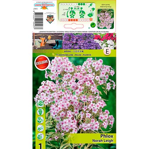 Flox metlinatý Nora Leigh obrázok 1 artikel 70447