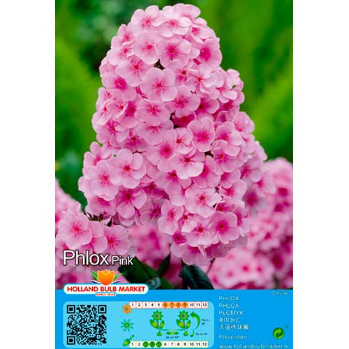 Flox metlinatý Pink artikel fotografia 1 Flox metlinatý Pink obrázok 1 artikel 76493