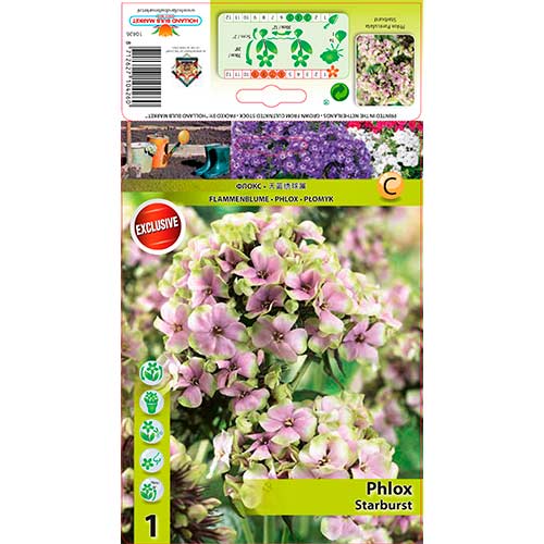 Flox metlinatý Starburst obrázok 1 artikel 76349