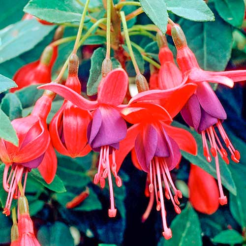 Fuchsiová Tom Pouce obrázok 1 artikel 5600