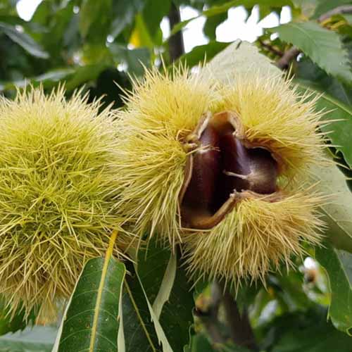 Gaštan Melivoias, С2 obrázok 1 artikel 4860