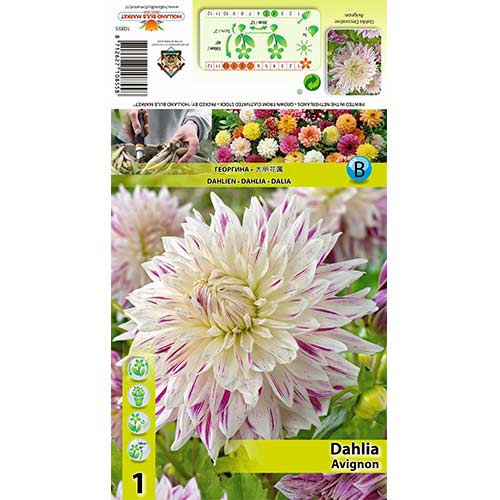 Georgína Avignon obrázok 1 artikel 70480