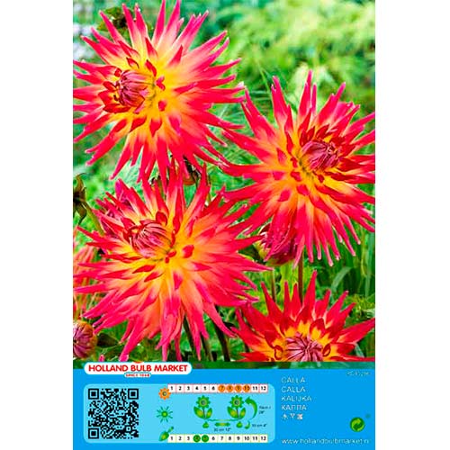 Georgína Bora Bora obrázok 1 artikel 76411