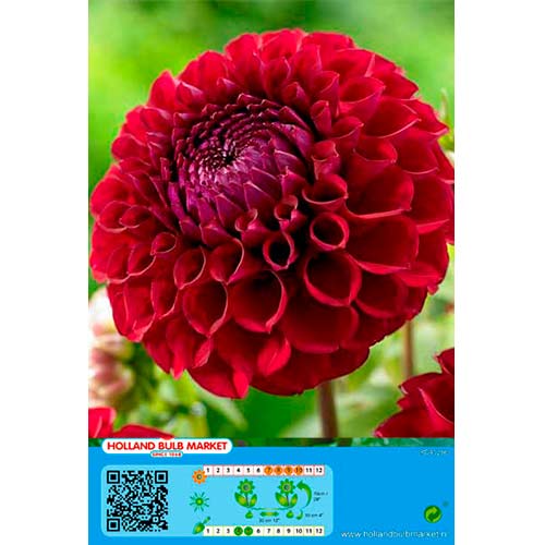 Georgína Dark Spirit obrázok 1 artikel 76414