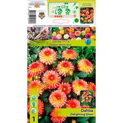 Georgína Delighting Glow obrázok 1 artikel 76566