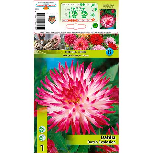 Georgína Dutch Explosion artikel fotografia 1 Georgína Dutch Explosion obrázok 1 artikel 76206