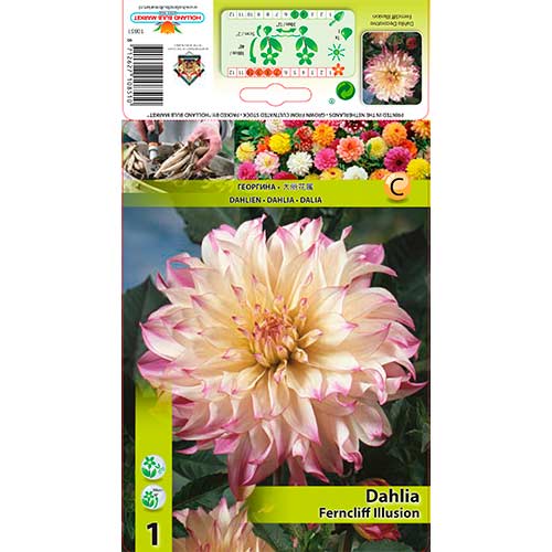 Georgína Ferncliff Illusion obrázok 1 artikel 76579