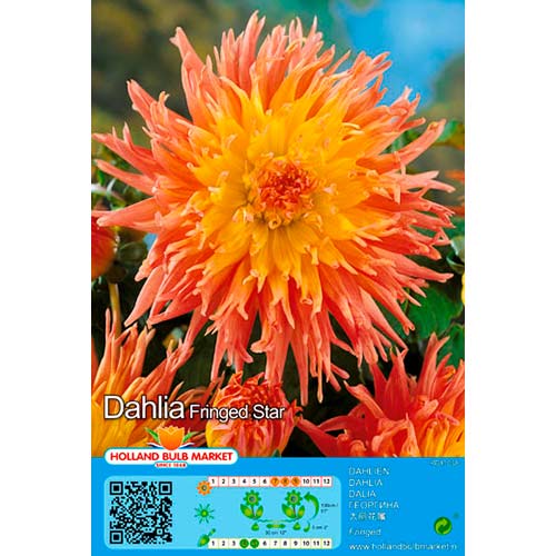 Georgína Fringed Star obrázok 1 artikel 76417