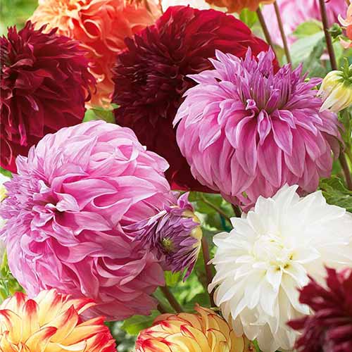 Georgína Gigant Mixed obrázok 1 artikel 76512