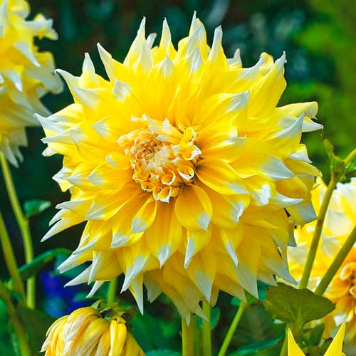 Georgína Grand Prix obrázok 1 artikel 70373