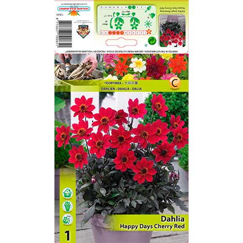 Georgína Happy Days Cherry Red artikel fotografia 1 Georgína Happy Days Cherry Red obrázok 1 artikel 76210