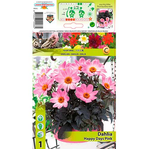 Georgína Happy Days Pink artikel fotografia 1 Georgína Happy Days Pink obrázok 1 artikel 76212