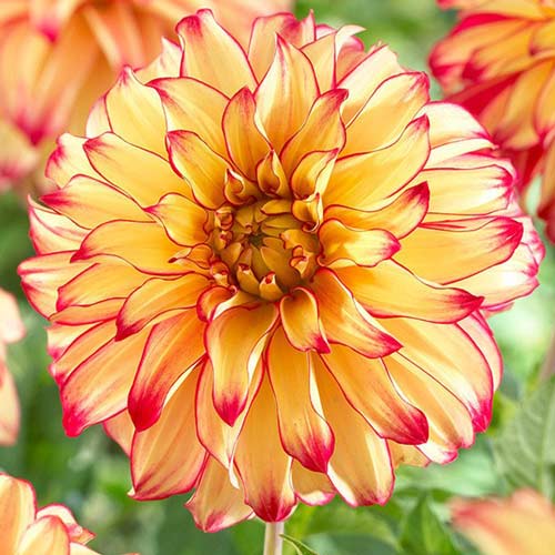 Georgína Lady Darlene ® obrázok 1 artikel 70377