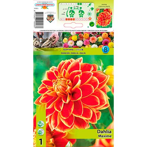 Georgína Maxime obrázok 1 artikel 76423