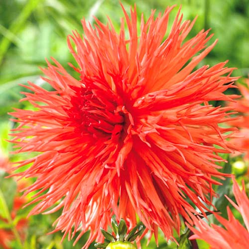 Georgína Mel's Orange Marmalade obrázok 1 artikel 70374