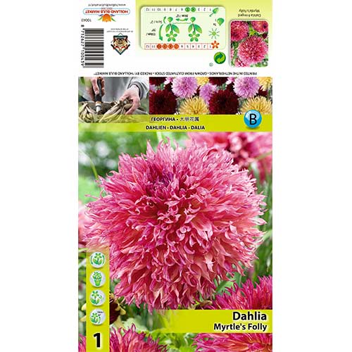 Georgína Myrtle’s Folly obrázok 1 artikel 70482