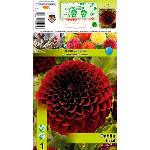 Georgína Natal obrázok 1 artikel 76568