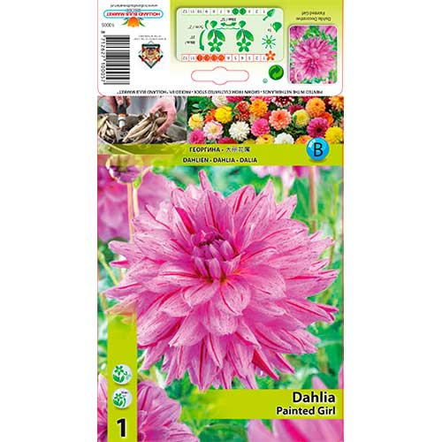 Georgína Painted Girl obrázok 1 artikel 76574