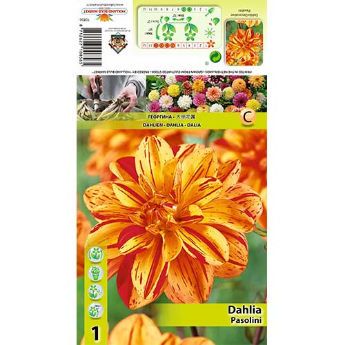 Georgína Pasolini obrázok 1 artikel 70380