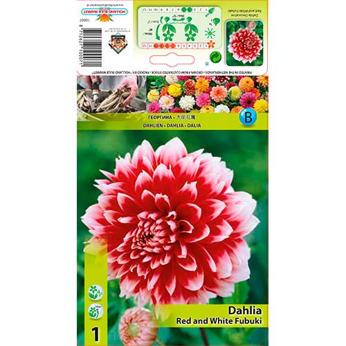 Georgína Red and White Fubuki obrázok 1 artikel 76220